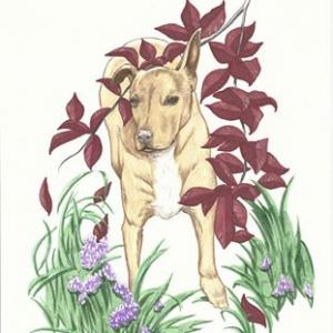 Portrait of Dog