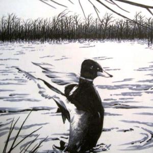 Artwork:  Duck lifting off from the water